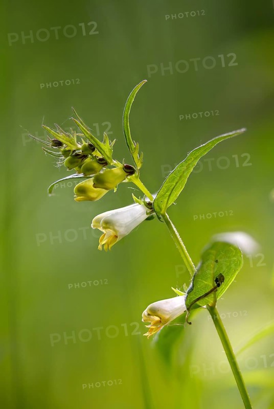 Brownroot, melampyrum sylvaticum, scrophulariaceae, forest quail wheat, flora, high size, vertical format, plants, small cow-wheat