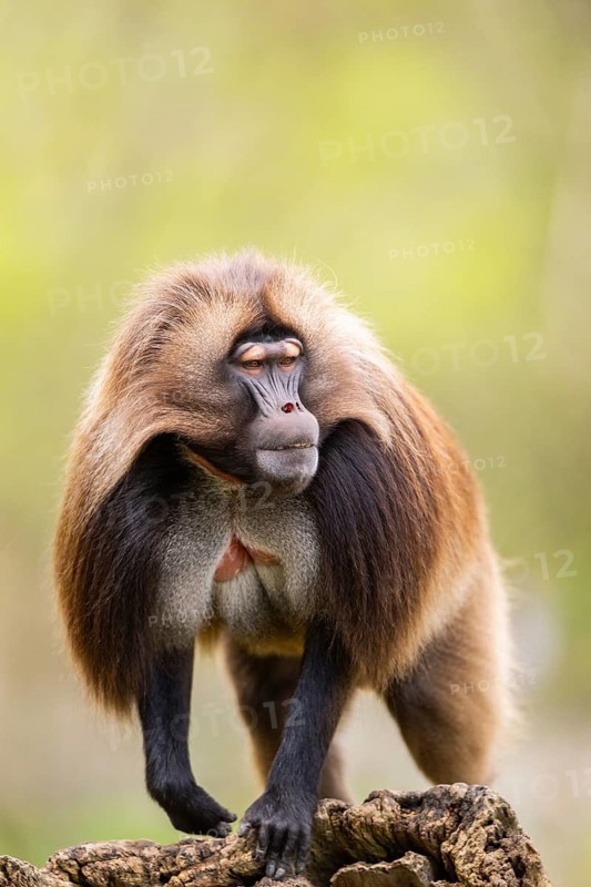Gelada (Theropithecus gelada) male walking on an old tree trunk, captive, distribution africa