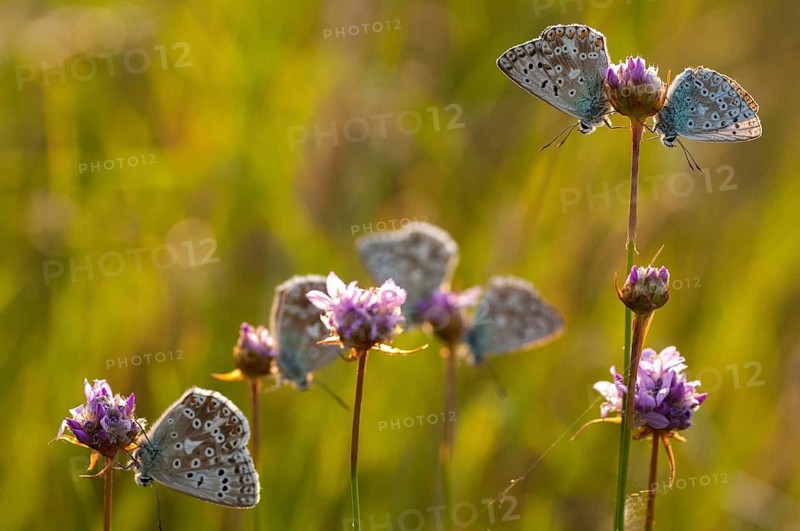 Lysandra coridon, polyommatus coridon, silverblue, silvergreen blue, butterfly, chalkhill blue, insects, sleep, sleeping community, butterfly, sleep, butterflies