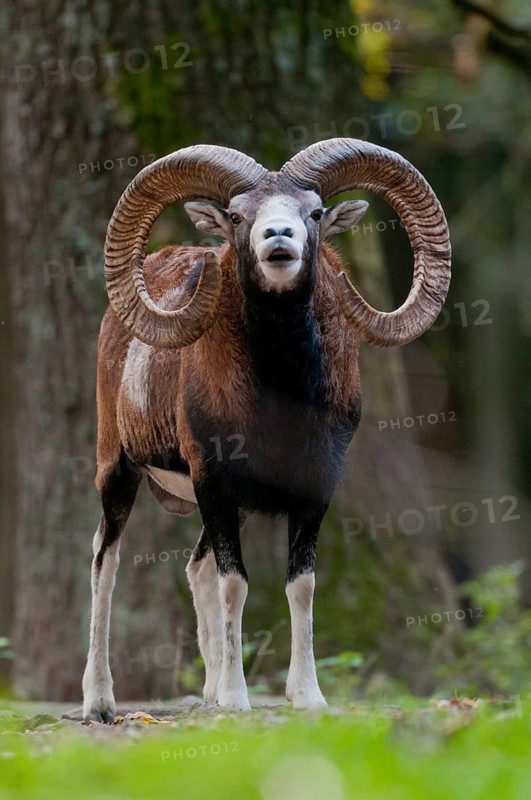 Artiodactyla, even-toed ungulate, mouflon, mouflon, mouflon, ovis gmelini musimon, cloven-hoofed, rutting, fleeing, high size, portrait format, mammals, sheep, mammals, rams, wild