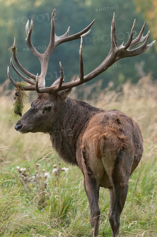 Artiodactyla, Cervus Elaphus, even-toed ungulate, cloven-hoofed, red deer, red deer, rutting, high size, deer, portrait, mammals, mammals