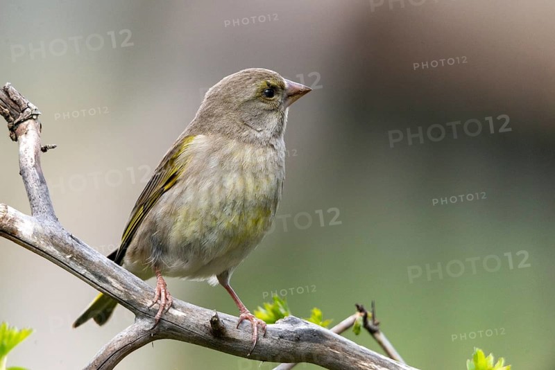 Carduelis chloris, chloris chloris, greenfinch, greenfinch, greenfinch, greenfinch, birds, passeri, songbirds, birds