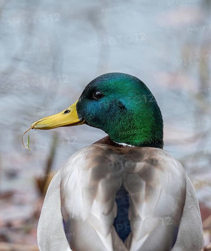 Anas platyrhynchos, mallard, mallard, anatidae, birds, ducks, ducks, ducks, drakes, high size, portrait format, male, birds, waterbirds, waterbirds