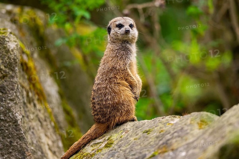 Meerkat (Suricata suricatta) standing sweet and curious on a rock, captive, occurrence Africa