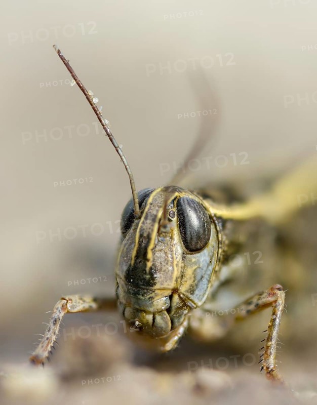 Acrididae, Brandenburg, Caelifera, Calliptamus italicus, Germany, field locust, Italian locust, Italian beauty scare, short-feeler, Nabu project, national natural heritage, natural paradise Grünhaus, post-mining landscape, grasshoppers, grasshoppers, grasshoppers, grasshoppers, grasshoppers, grasshoppers, high size, portrait format, insects, beauscares