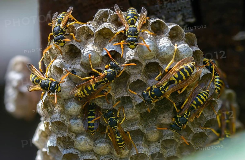 Brighter-colored paper wasp, French field wasp, gallic field wasp, house field wasp, hymenoptera, polistes dominula, vespidae, wrinkle wasp, field wasp, insects, nest