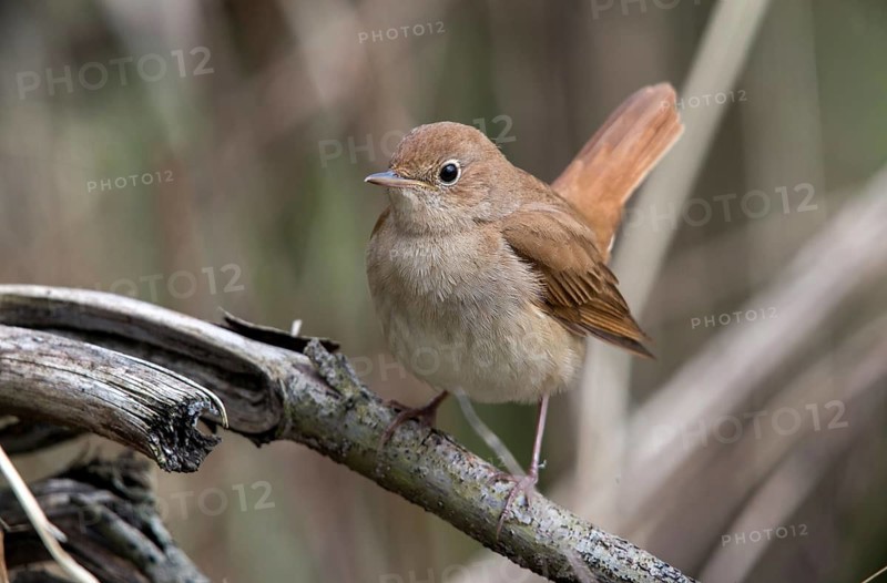 Luscinia megarhynchos, nightingale, birds, passeri, songbirds, songbirds, birds