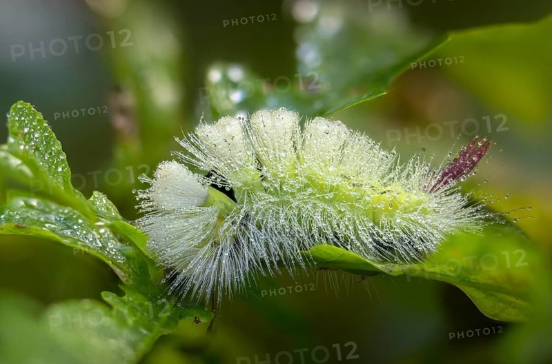 Beech extensor foot, beech redtail, calliteara pudibunda, dasychira pudibunda, elkneria pudibunda, owl moth, noctuidae, redtail, extensor foot, butterfly, inchworm, insects, moths, moths, moth, caterpillar, butterfly