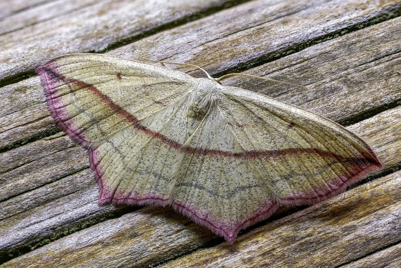 Ampferspanner, Calothysanis Amata, Liebling, Rotrandspanner, Timandra Comae, Blood-Vein, Insects, Moths, Moths, Butterflies