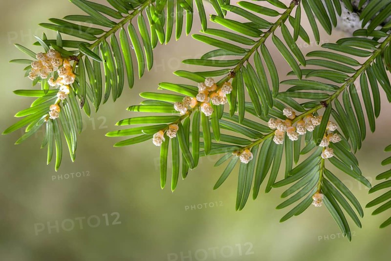 Yew, yew family, European yew, taxaceae, taxus baccata, blossom, flower, flora, male flowers, plants, yew