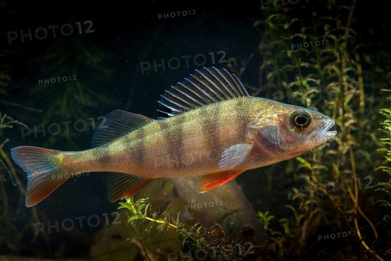 Perch, river bass, perca fluviatilis, perch, predatory fish, fishes, leo, pisces