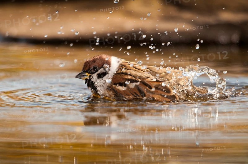 Tree Sparrow, Passer Montanus, Sparrow, Tree Sparrow, Bath, Bird Bath, Birds, Passeri, Songbirds, Sparrow, Sparrow, Sparrow, Sparrow, Watering Place