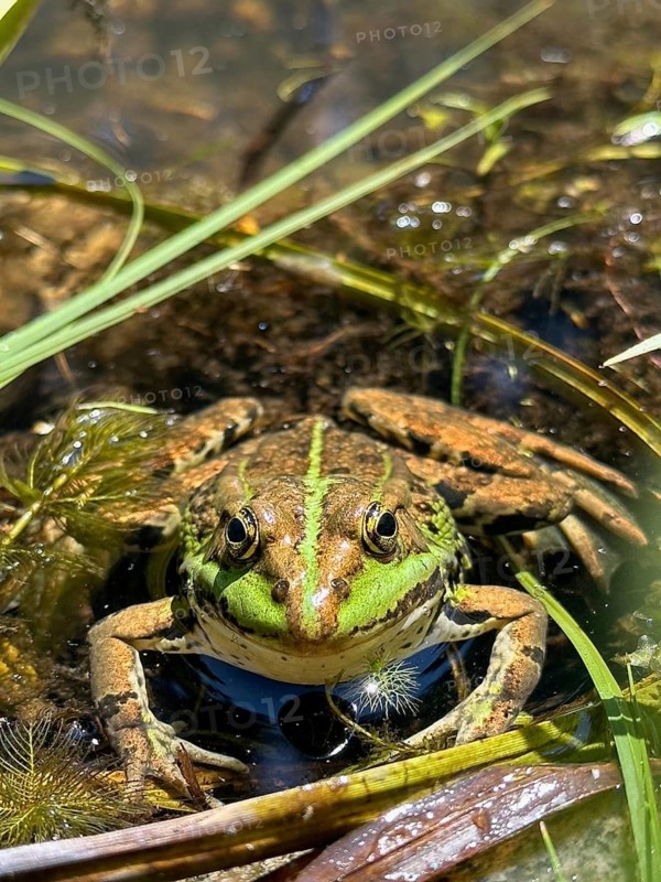 A pool frog (Pelophylax esculentus) lying in the water, Upper Bavaria, Bavaria, Germany