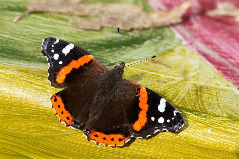 Admiral, Red Admiral, Vanessa Atalanta, butterfly, insects, butterflies, butterflies