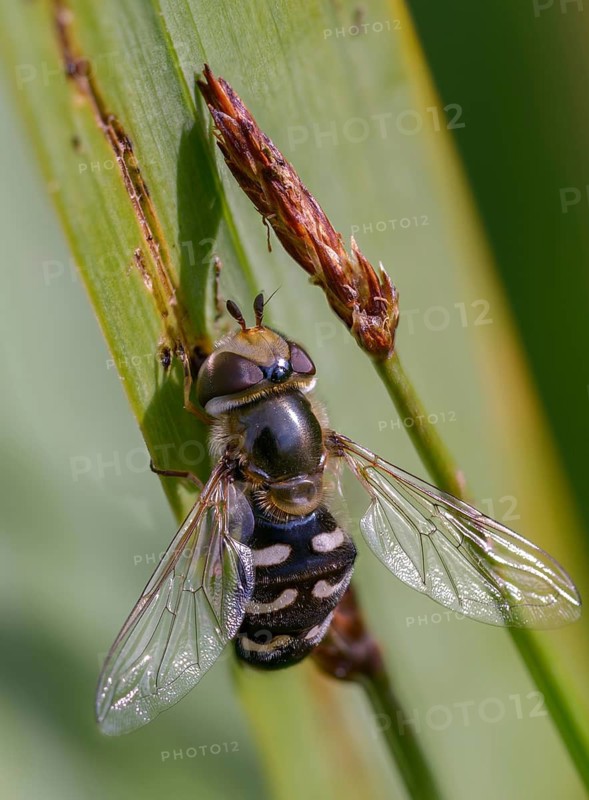 Bubble-headed hoverfly, large-fronted hoverfly, crescent flyfly, pied hoverfly, scaeva pyrastri, late large-fronted hoverfly, white thick-headed hoverfly, Diptera, high size, portrait format, insects, hoverfly, two-winged