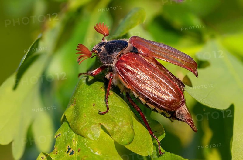 Leaf horn beetle, field may beetle, common may beetle, may bug, melolontha melolontha, scarabaeidae, beetle, cockchafer, coleoptera, doodlebug, insects, beetles