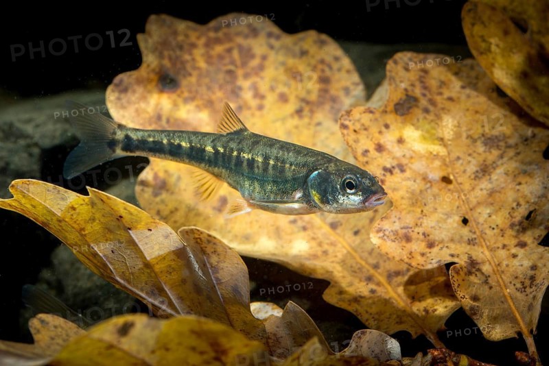 Bitterfish, minnow, Eurasian minnow, minnow, prille, phoxinus phoxinus, common minnow, fish, fishes, rivers, pisces