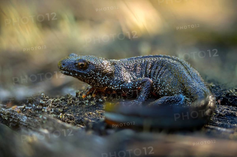 Brandenburg, Germany, Great Crested Newt, crested newt, Nabu, Nabu project, national natural heritage, green house natural paradise, northern crested newt, Triturus cristatus, amphibians, amphibians, post-mining landscape, green house, rural traditional costume, amphibians, warty newt