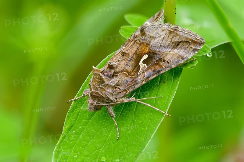 Autographa gamma, owl moth, gamma owl, noctuidae, pistol owl, butterfly, insects, moths, moths, moths, butterfly, silver y