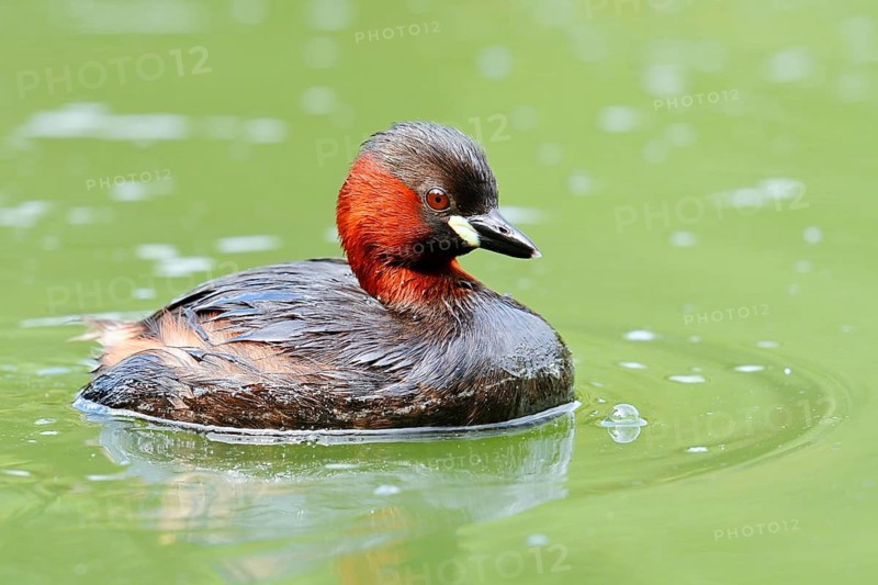 Little grebe (Tachybaptus ruficollis), swimming, North Rhine-Westphalia, Germany