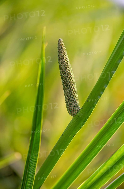 Acorus calamus, calamus, flora, high size, portrait, muskrat root, plants, sway, sweet flag
