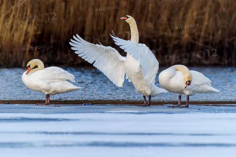 Mute swan (Cygnus olor), wildlife, Germany: three swans are standing on a patch of ice on the lake, whilst one of them spreads its wings