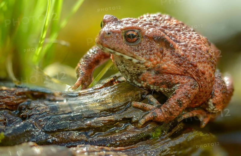 Bufo bufo, common toad, amphibians, amphibians, amphibians, amphibians