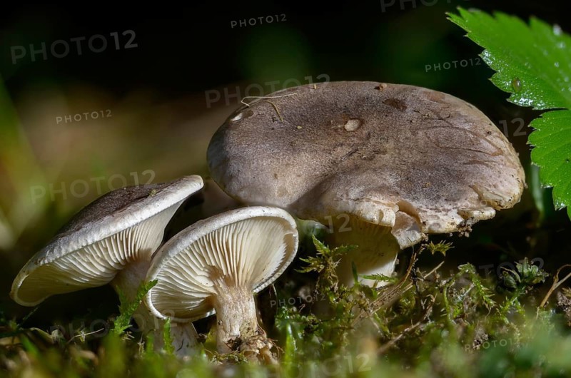 Grey-brown rubella knight, horn-gray rubella knight, lepista luscina, lepista panaeolus, marbled rubella knight, Paxillus lepista, rhodopaxillus panaeolus, rubella knight, fungi, fungi, mushrooms