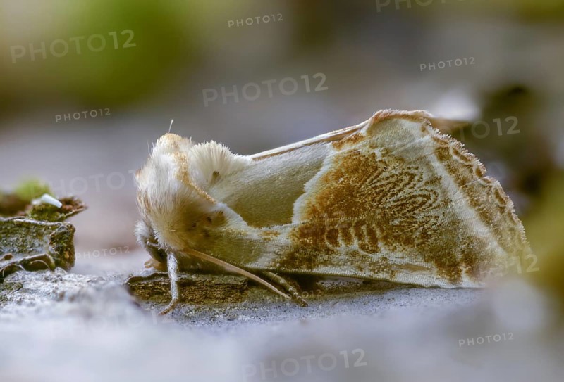 Agate owl moths, habrosyne pyritoides, buff arches, insects, moths, moths, butterflies