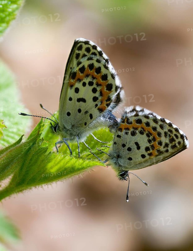 Chequered blue, midget blue, Scolitantides Orion, butterfly, high size, portrait, insects, copula, mating, butterflies, butterflies, butterflies