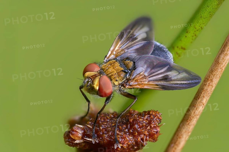 Blue iridescent bedfly, pattern-winged bug tachinid fly, phasia hemiptera, caterpillar flies, tachinidae, bedbug fly, diptera, insects, two-winged birds