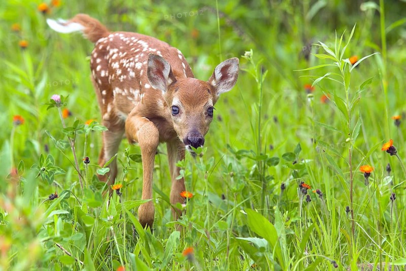 White-tailed tailed deer, Odocoileus virginianus, White tailed deer, Minnesota, USA, A fawn jumps through a green, flower-rich meadow