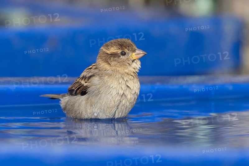 House sparrow (Passer domesticus) adult female bird bathing in water on a plastic tub lid, England, United Kingdom