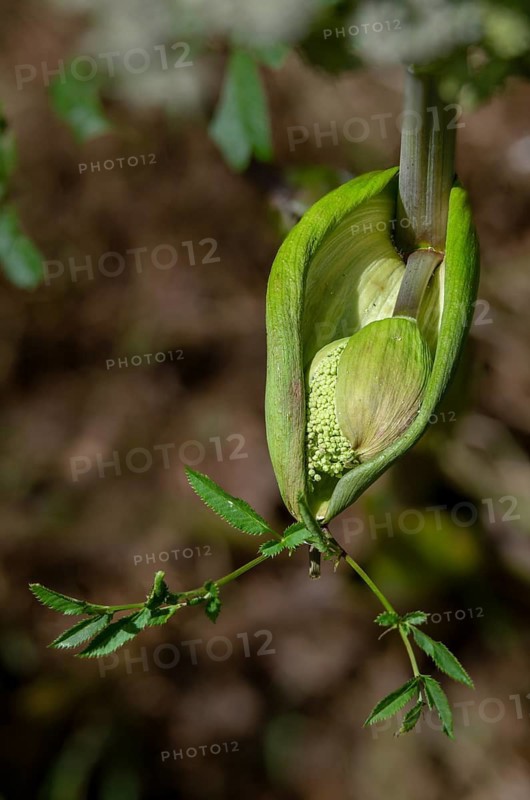 Angelica sylvestris, angelica, wild angelica, wild breastroot, flora, high size, portrait, plants, plants, wild angelica