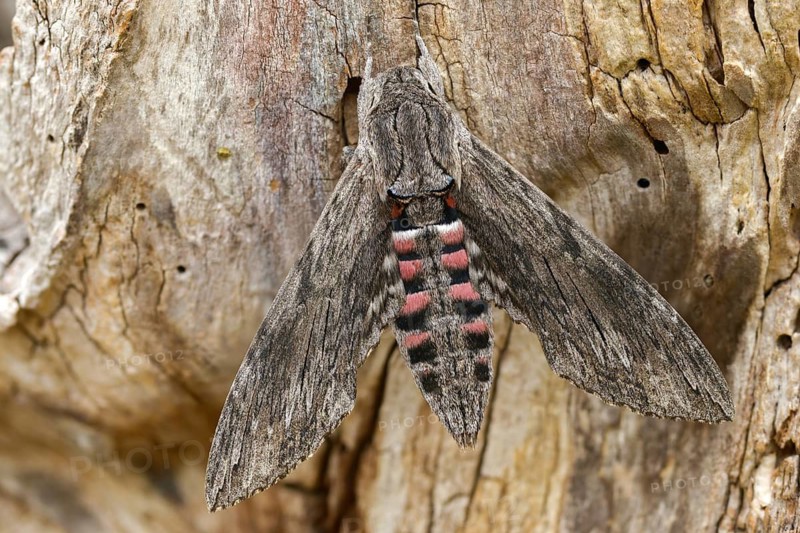 Agrius convolvuli, convolvulus hawk-moth, winch swarmers, insects, moths, moths, butterflies