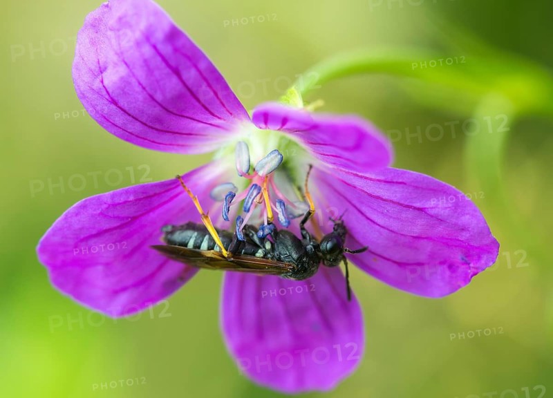 Leaf wasp, Elinora Köhleri, geranium sawfly, hymenoptera, stork-billed leaf wasp, tenthredo köhleri, insects