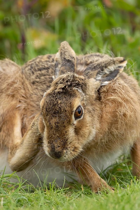 European brown hare (Lepus europaeus) adult animal in grassland, England, United Kingdom