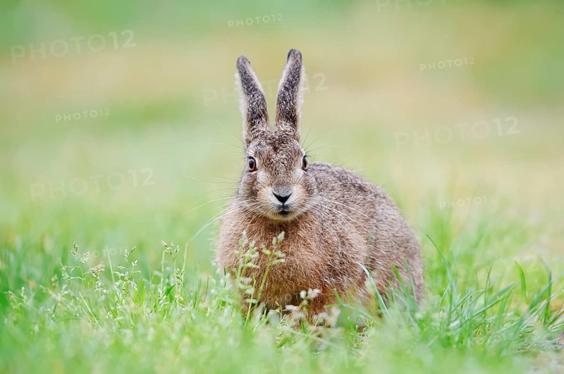 A brown hare (Lepus europaeus) sitting in a meadow, North Rhine-Westphalia, Germany