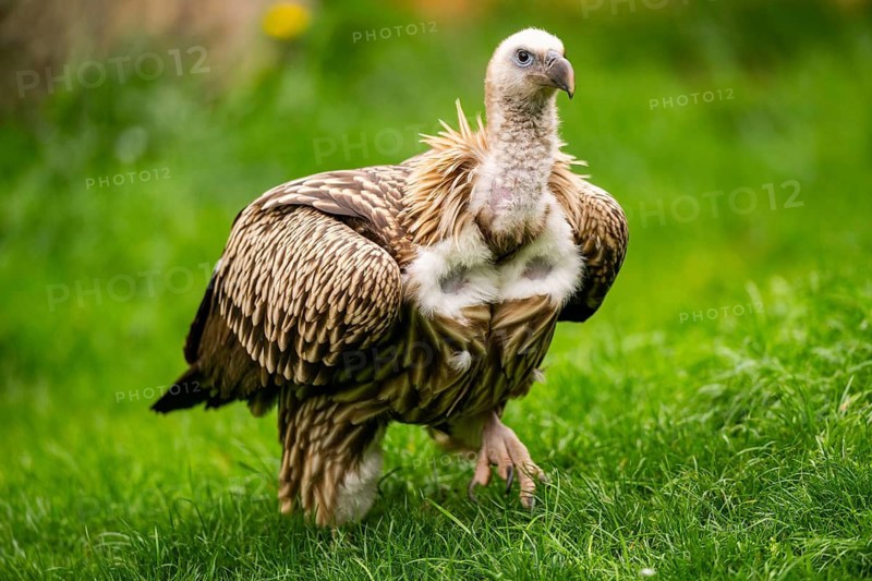 Griffon Vultures (Gyps fulvus) walking on a meadow in spring, bavaria, Germany