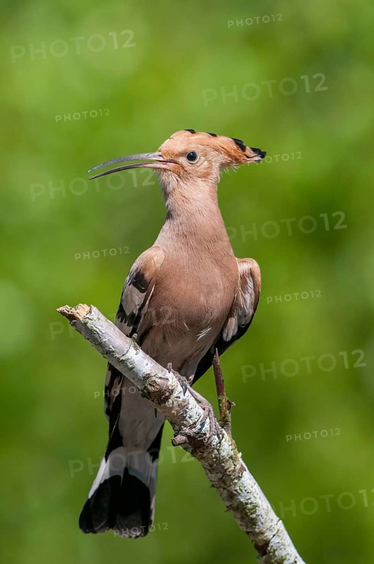 Brandenburg, Germany, hoopoe, Nabu, national natural heritage, natural paradise Grünhaus, upupa epops, hoopoe, post-mining landscape, birds, green house, high size, portrait format, upupidae, birds