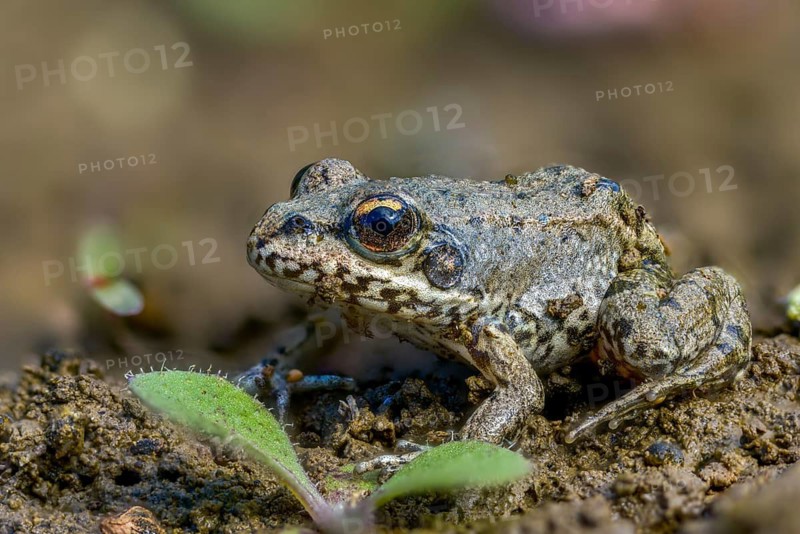 Common frog, common frog, rana temporaria, amphibians, amphibians, frog, frogs, young animal, juvenile, amphibians