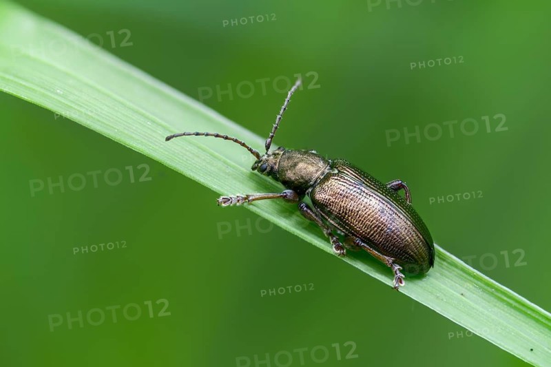Small sedge reed beetle, Plateumaris consimilis, reed beetle, coleoptera, insects, beetles