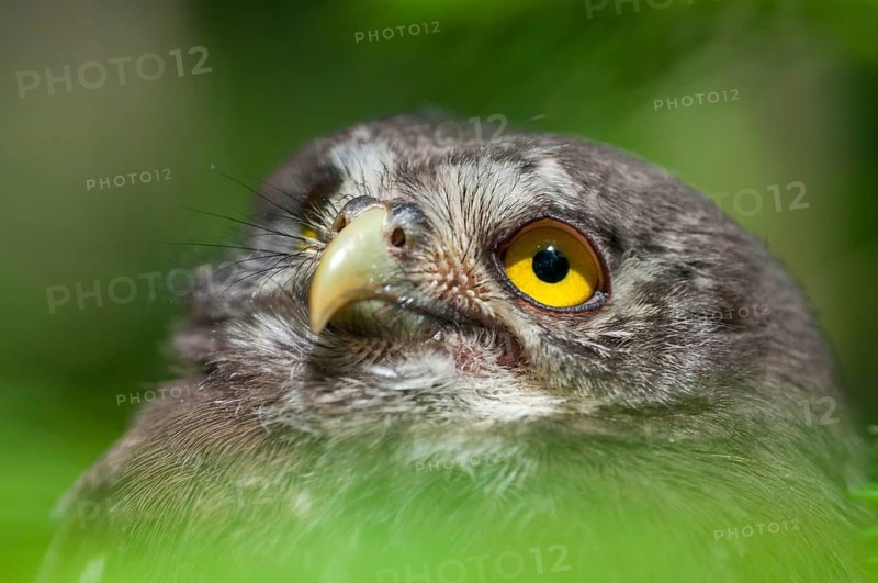 Glaucidium passerinum, pygmy owl, passerine owl, birds, owls, adolescent, juvenile, owls, strigiforms, birds