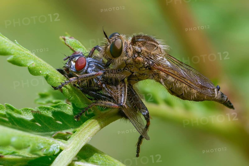 Downland robberfly, Machimus rusticus, predatory fly, rusty brown predatory fly, simple predatory fly, prey, female, insects, hunting, female