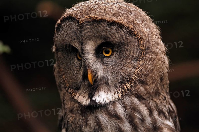 Ural Owl (Strix uralensis) at Nuremberg Zoo, Nuremberg, Middle Franconia, Bavaria, Germany