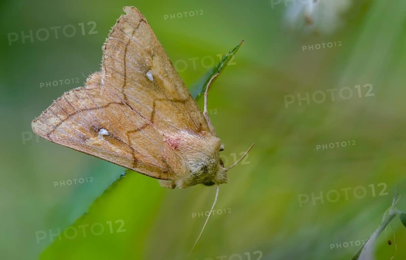 Bush turf white spotted owl, owl moth, yellow-brown reed grass owl, mythimna conigera, noctuidae, white spotted grass owl, brown-line bright-eye, butterfly, insects, moths, moths, butterfly