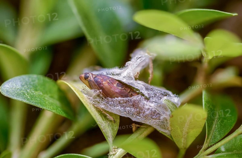 Box tree moth, boxwood moth, boxwood moth, cydalima perspectalis, moth, web, insects, moths, pupa, pupa, butterflies