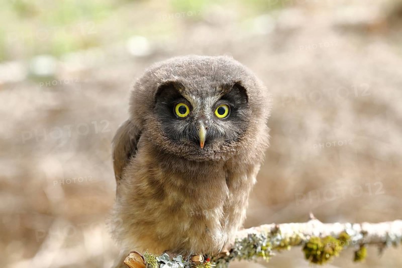 Tengmalm's Owl (Aegolius funereus), a young bird perched on a larch branch, Siegerland, North Rhine-Westphalia, Germany