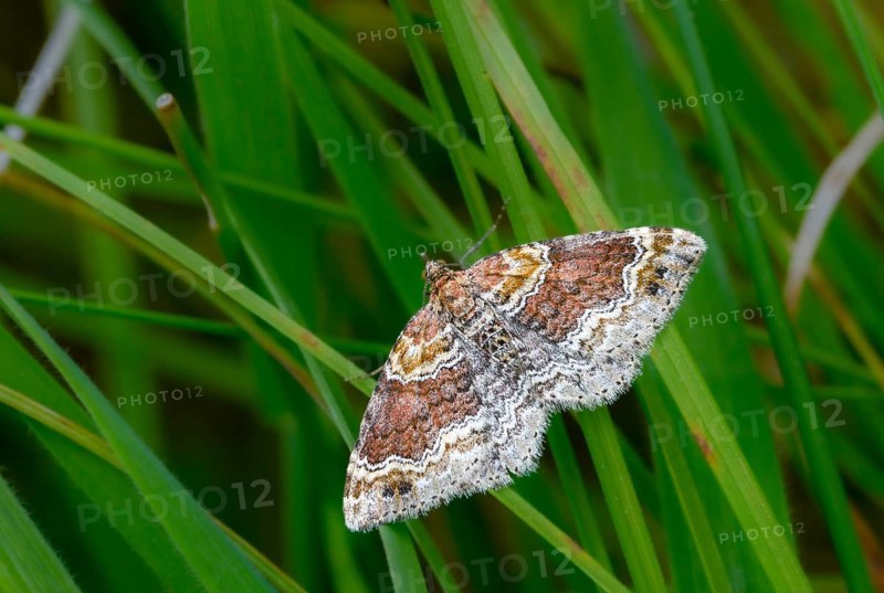 Banded bedstraw leaf stretcher, light rust-colored leaf tensioner, xanthorhoe spadicearia, insects, moths, red twin-spot carpet, butterflies