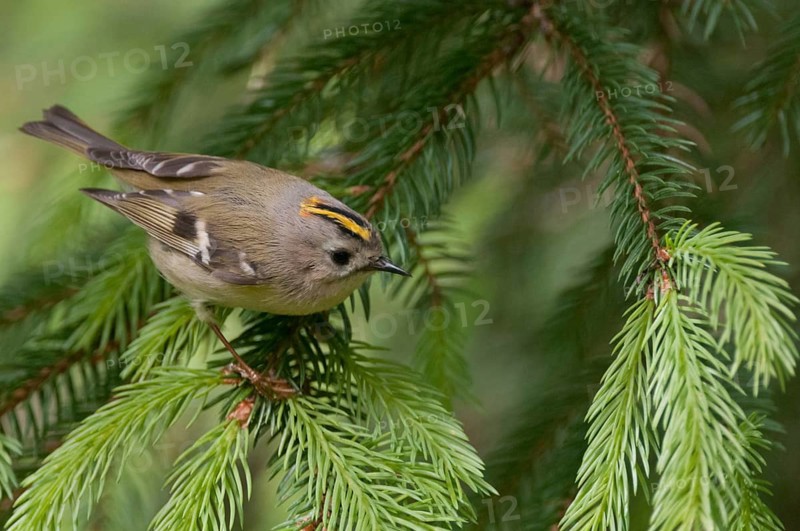 Goldcrest, golden chicken, Regulus regulus, winter golden chicken, birds, passeri, songbirds, birds
